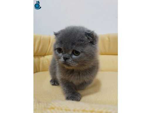 Ayı surat top kafa sıfır kulak Show kalite dişi bebeğimiz