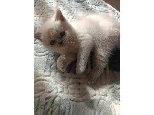 Safkan british shorthair kutup ayısı bebekler