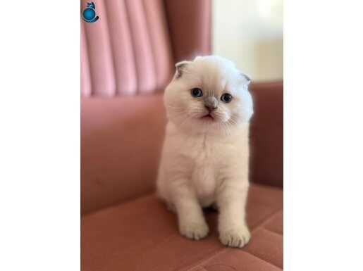 Ay Suratlı Show Kalite Bebek Scottish Fold