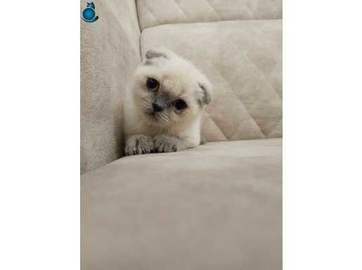 Sıfır kulak top kafa MİNİK KUTUP AYISI ayı surat bebek 