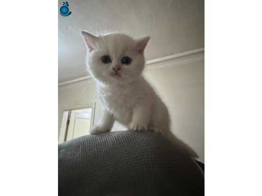 Safkan british shorthair Pamuk prens 