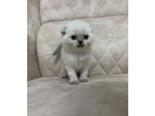 MİNİK KUTUP AYİSİ 