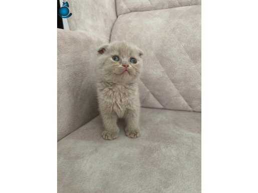 FAWN RENK ayı surat sıfır kulak dışı bebek