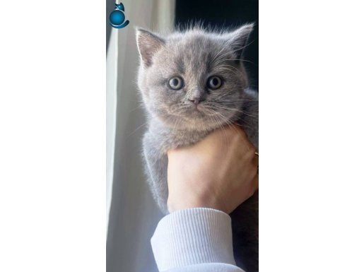 Safkan british shorthair Bebiş 