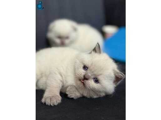 Ayı Surat Top Kafa Show Kalite British Shorthair