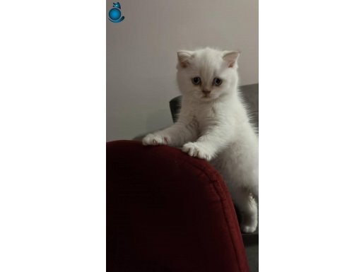 Safkan british shorthair ayı surat top kafa erkek