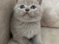 FAWN RENK SAFKAN BRİTİSH SHORTHAİR BEBEK