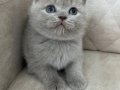 FAWN RENK SAFKAN BRİTİSH SHORTHAİR BEBEK