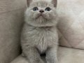 FAWN RENK SAFKAN BRİTİSH SHORTHAİR BEBEK