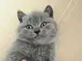 Safkan british shorthair ayı surat top kafa bebek