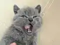 Safkan british shorthair ayı surat top kafa bebek
