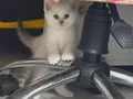 Minik Kutup Ayıları Teslime Hazır 