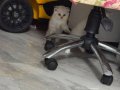Minik Kutup Ayıları Teslime Hazır 