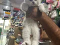 Minik Kutup Ayıları Teslime Hazır 