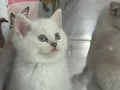 Minik Kutup Ayıları Teslime Hazır 
