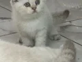 Minik Kutup Ayıları Teslime Hazır 