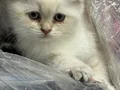 Minik Kutup Ayıları Teslime Hazır 
