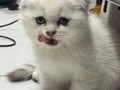 Minik Kutup Ayıları Teslime Hazır 