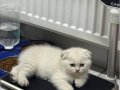 Minik Kutup Ayıları Teslime Hazır 