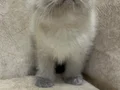 Safkan british shorthair ayı surat bebekler..