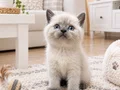 Safkan british shorthair ayı surat bebekler..