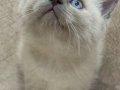 Safkan british shorthair ayı surat bebekler..