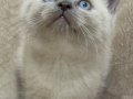 Safkan british shorthair ayı surat bebekler..