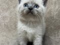 Safkan british shorthair ayı surat bebekler..