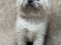 Safkan british shorthair ayı surat bebekler..