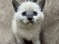Safkan british shorthair ayı surat bebekler..
