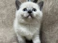 Safkan british shorthair ayı surat bebekler..