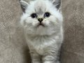 Minik kutup ayıları ayı surat sarkan british shorthair bebek