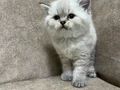 Minik kutup ayıları ayı surat sarkan british shorthair bebek