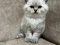 Minik kutup ayıları ayı surat sarkan british shorthair bebek