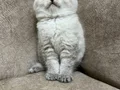 Minik kutup ayıları ayı surat sarkan british shorthair bebek
