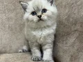 Minik kutup ayıları ayı surat sarkan british shorthair bebek