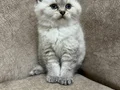 Minik kutup ayıları ayı surat sarkan british shorthair bebek