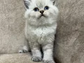 Minik kutup ayıları ayı surat sarkan british shorthair bebek