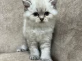Minik kutup ayıları ayı surat sarkan british shorthair bebek