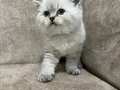 Minik kutup ayıları ayı surat sarkan british shorthair bebek