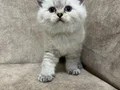 Minik kutup ayıları ayı surat sarkan british shorthair bebek