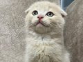 Ayı surat top kafa sıfır kulak bebek