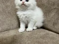 Sıfır kulak kutup ayilari 