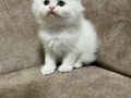 Sıfır kulak kutup ayilari 