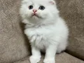 Sıfır kulak kutup ayilari 