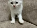 Sıfır kulak kutup ayilari 
