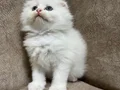 Sıfır kulak kutup ayilari 