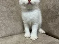 Sıfır kulak kutup ayilari 