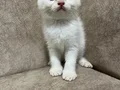 Sıfır kulak kutup ayilari 
