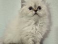 Show kalite longhair bebekler